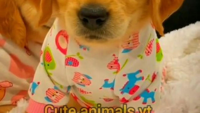 Wonderfulness All Cute Pie Dogies Videos & Picture _ Cute Animals Video #shorts #animals #viral