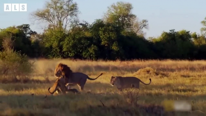 Old Lion Enjoy Last Meal Left Over From Hyena - Animal Documentary   Wildlife Secrets