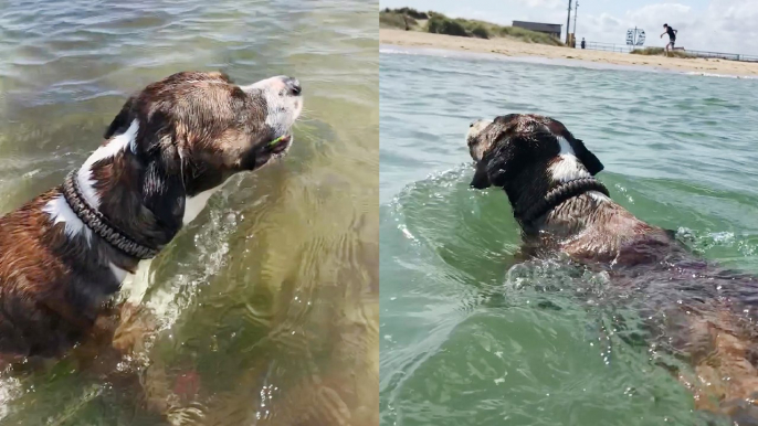 'Sporty dog shows that he can swim by hitting the ocean to get his ball back! '