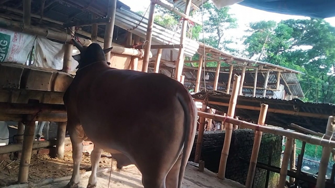 cow price, qurbani cow price 2022 gabtoli, gorur dam 2022, cow price 2022, vai koto nilo 2022, gabtoli cow haat 2022, cow market 2022,