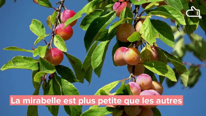 Tout savoir sur les prunes