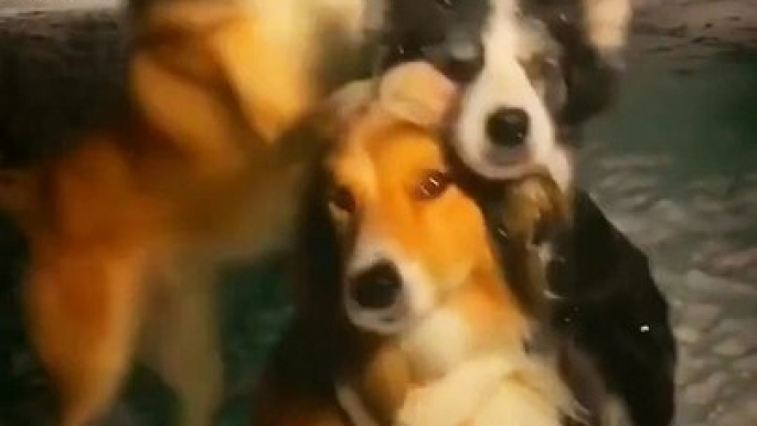 Wow So Beautiful Three  Cute Pie Dogies _ Cute Animals Video 2022