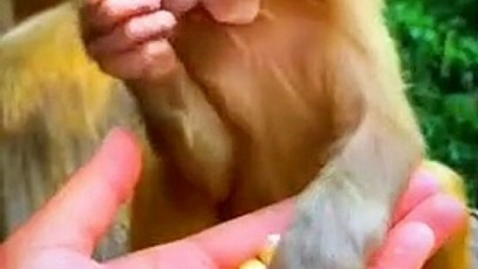 How Beautifully The Baby Monkey Is Eating Corn _ Cute Little Monkeys Animals Videos #shorts #animals