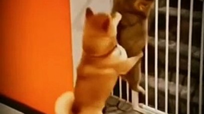 The Dog Is Helping The Cat  Very Nice Video _ Cute Animals Helpful Videos #shorts #animals #viral