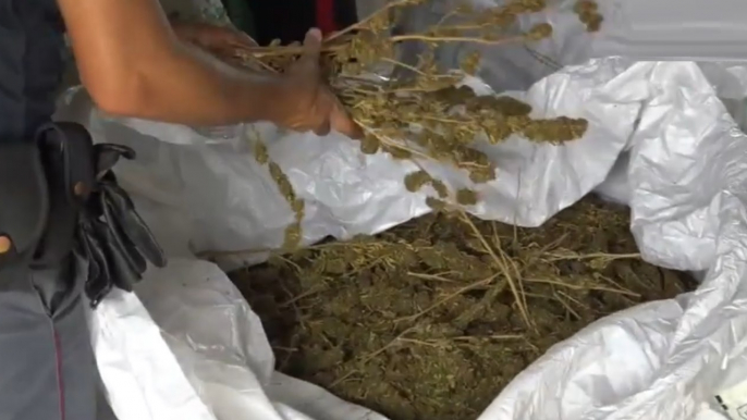 Tramatza (OR) - 5 quintali di marijuana in azienda agricola: arrestato 25enne (19.08.22)