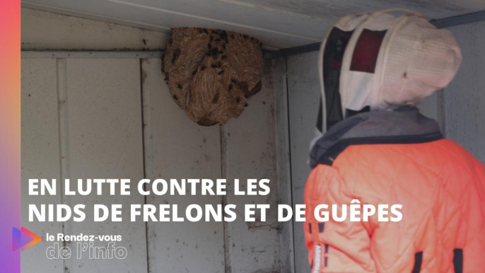 En lutte contre les nids de frelons et de guêpes