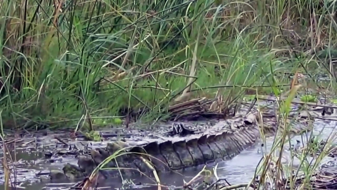 Battle Of Jaws   Lions vs Crocodile   Mother Baboon Save Her Baby Fail From Crocodile Hunting