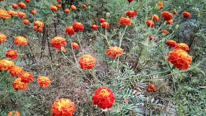 Gerbera Red football flowers jinya flowers Beautiful Nature Indian