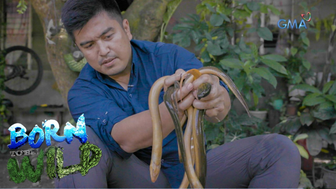 Doc Ferds Recio dissects an asian swamp eel | Born to be Wild