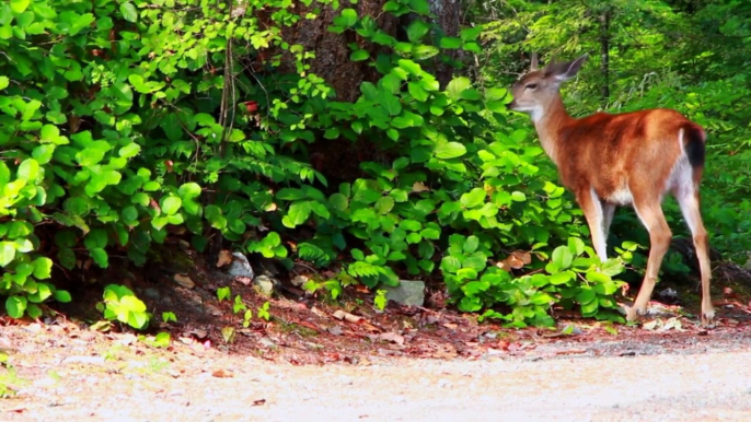 Musica Relaxante , Relaxar  Meditar ou Distrair Curtir Os Animais 3 ( THE ANIMALS )