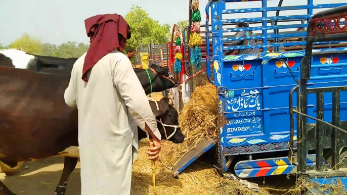 dangerous buffalo animals loading | buffalo loading | buffalo load in mandi | angry dangerous buffalo loading