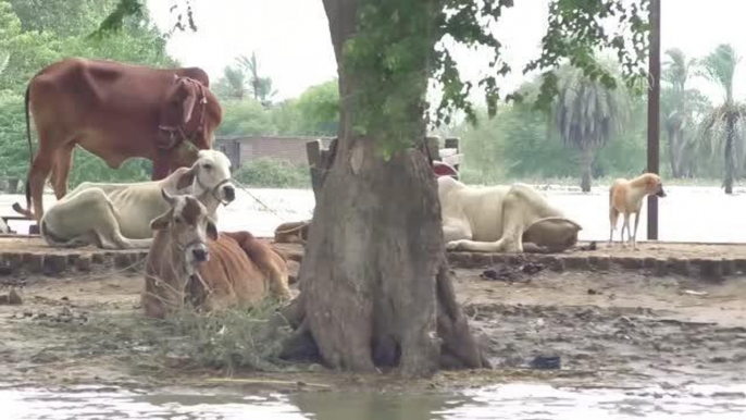 Pakistan'da şiddetli yağışlar sebebiyle ölenlerin sayısı 1033'e çıktı