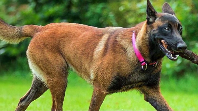 Do you want a Belgian Malinois_ Check This!!