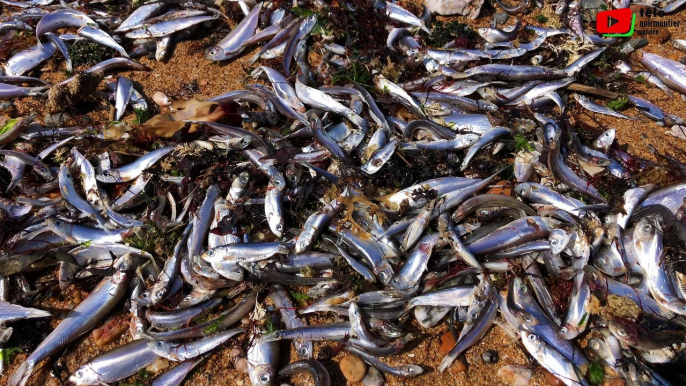 Sion-sur-l'Océan   | Des milliers de poissons morts   |  Télé Noirmoutier Vendée