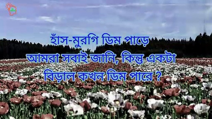 Intresting bangla dhadha। bangla gk video general knowledge bangla। Shadharan gyan bangla। Bangla quiz। bangla mcq