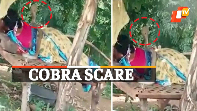 Cobra Crawls Up On Woman Resting Under Tree