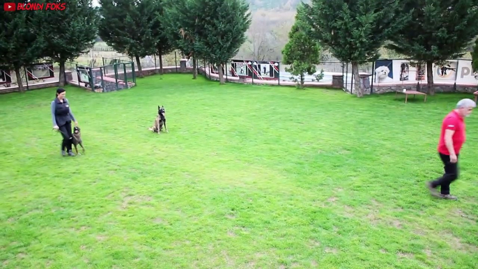 Best Belgian Malinois Training Ever (His name is Medox)