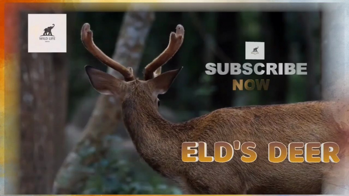 ELD'S DEER  | SHORT DOCUMENTARY  FILM