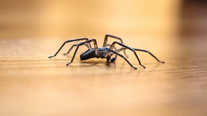 Hauswinkelspinnen vertreiben: Diese Hausmittel helfen