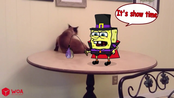 Hilarious Funny Cat and Spongebob Reaction to Cutting Cake  Funniest Cats And Dogs Videos