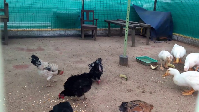 Backyard Chickens and Ducks