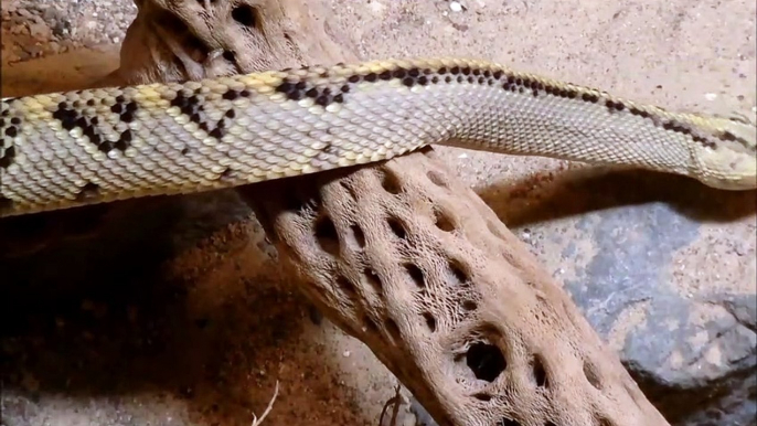 Beautifull Snake  Video Snake Fight Video Amazing Snake videos