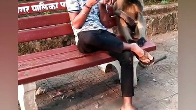 Monkey Funny TikTok video - It will make you laugh