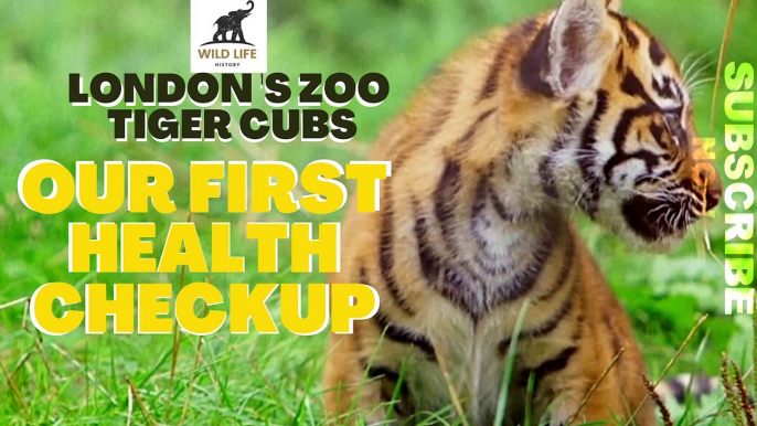 LONDON'S ZOO TIGER CUB'S FIRST HEALTH CHECKUP