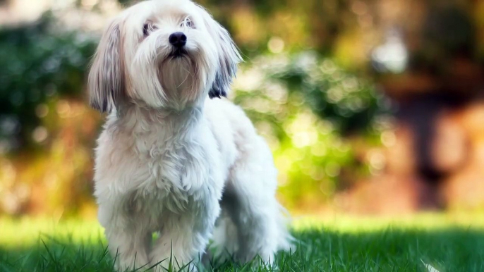 The Top 10 Long Haired Dog Breeds