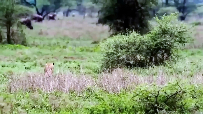 Strong wildebeest! Wildebeest Flings Cheetah To Save Baby ► Wildebeest Vs Lions, Wild Dogs, Hyenas