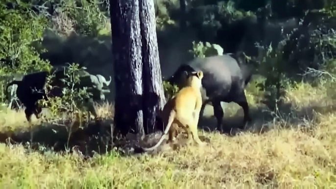 Crazy Buffalo Attack On Lions! Buffalo Against Lions, Hippopotamus, Rhinoceros, Elephants, Crocodile