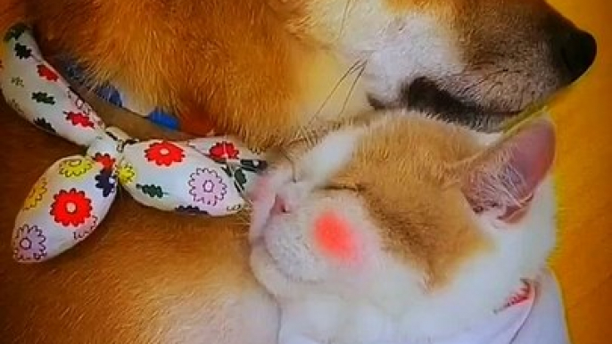 Sweet Moments Between Dog And Cat Videos _ Amazing Dog  Cat Animal Shorts _ Cute Animals Yt #shorts