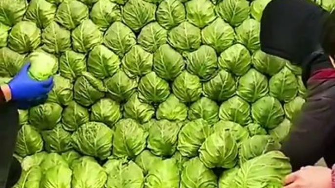 Cabbage vegetables harvesting | vegetables garden | garden video | cabbage vegetables garden | harvesting vegetables