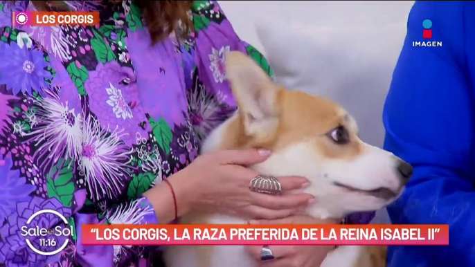 Corgis: perros de la realeza, origen, curiosidades y más