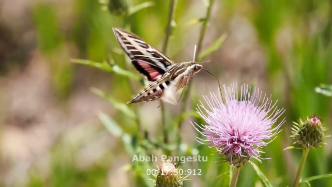 Relaxing Piano Music and Flower