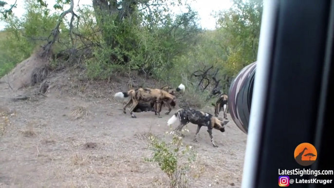 Wild Dog Puppies Emerge for the First Time - Super Cute!