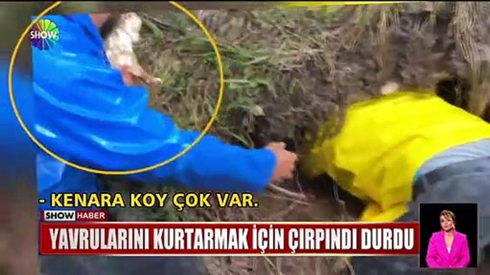 Yavrularını kurtarmak için çırpındı durdu