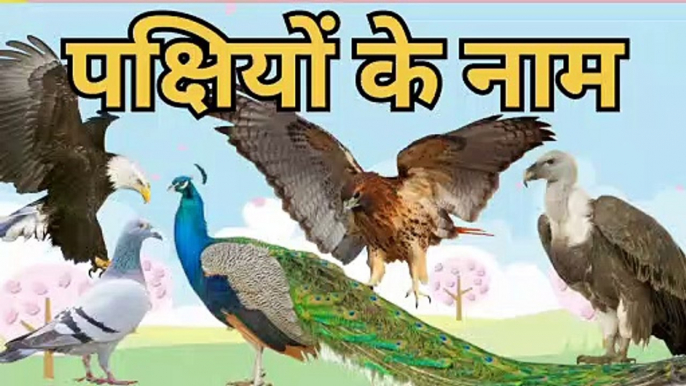birds names in hindi and english with voice | पक्षियों के नाम  हिन्दी और अंग्रेजी में आवाज़ के साथ। #birdsnames #pecock #ostrich  #sparrow #hen #baby #cute #parrot #pigeon #kingfisher #owl #पक्षियों #पक्षियोंकेनाम #eagle #birds