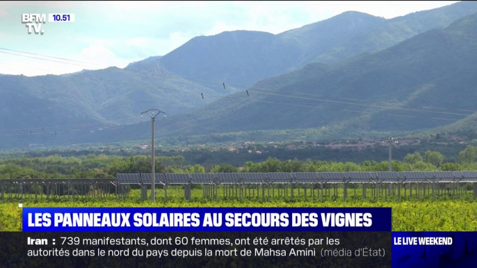 Les panneaux solaires au secours des vignes