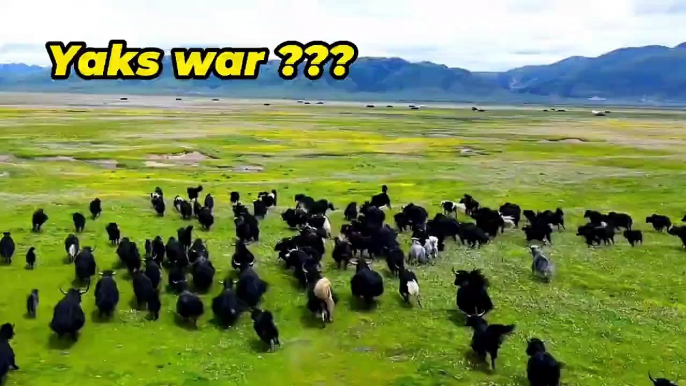 Yaks running drone in Tibet  #yaks