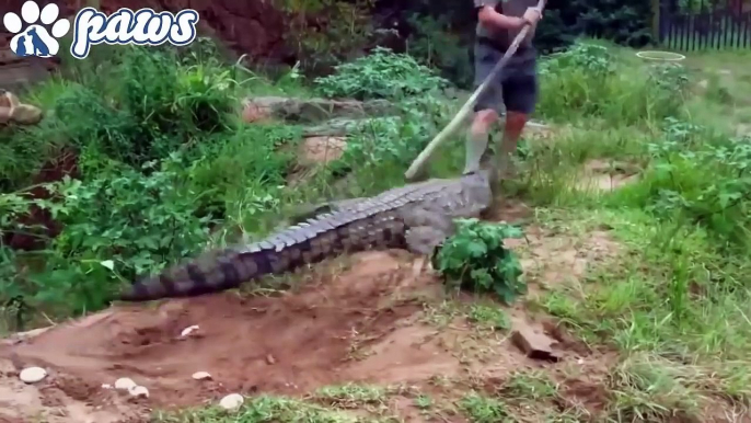 Most amazing wildlife attacks on humans and animals