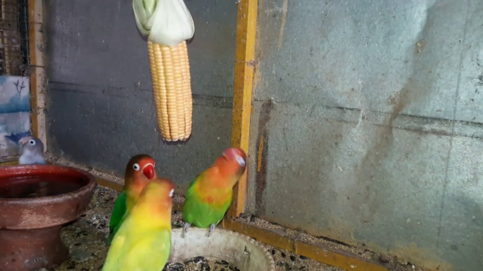 Love birds Feeding Sounds | Love Birds Breeding Food Sounds And Cage | Lovebirds as Pets