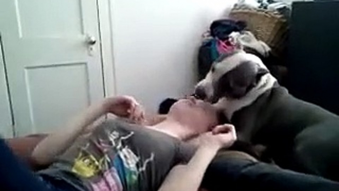 Pit bull kisses