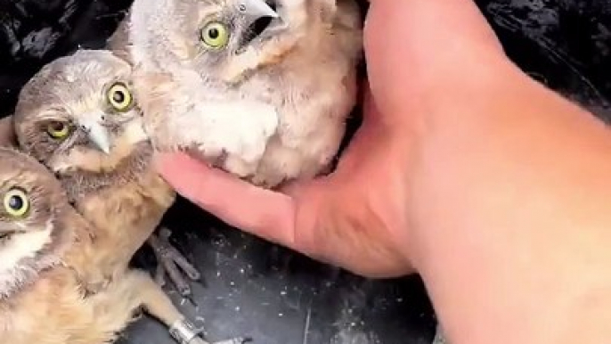 Quoi de plus mignon que ces bébés chouettes... craquant