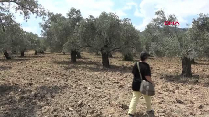 BALIKESİR'İN ZEYTİNLERİ, KOMANDO VE KAMERALARLA KORUNACAK