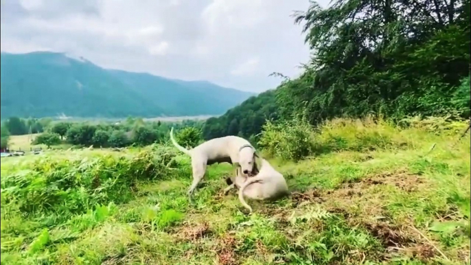 THE DOGO ARGENTINO   'PUMA CRUSHER'   ARGENTINIAN MASTIFF DOG