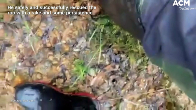 Bendigo ranger Blair Venn rescues kangaroo from floodwater | October 17, 2022 | Bendigo Advertiser