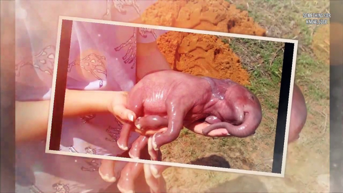 animals most cutest new born baby   animals unbelievable moments caught on camera   cute animals