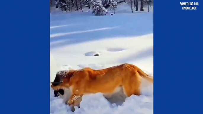 इन जानवरों को बर्फ ने जमा दिया   Unbelievable moments caught on camera    Animals frozen in ice