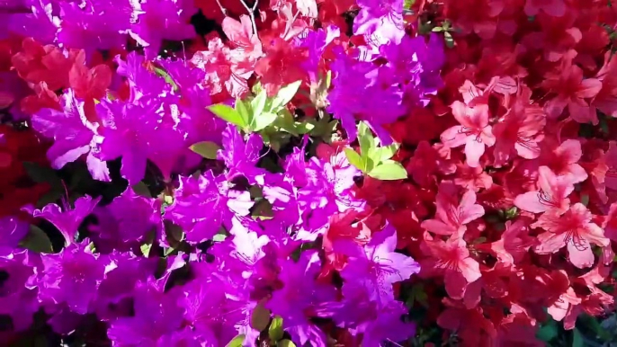 Beautiful Flowers Meditation I Nature Beauty Relaxation I Guided Floral Meditation I